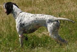 Pointer Inglese Caccia Cane Da Ferma Inglese Ladoppietta