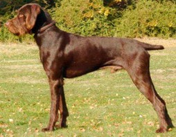 Pudelpointer Caccia Cane Da Ferma Continentale Ladoppietta