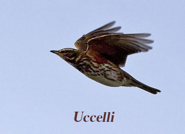 uccelli caccia uccelli caccia
