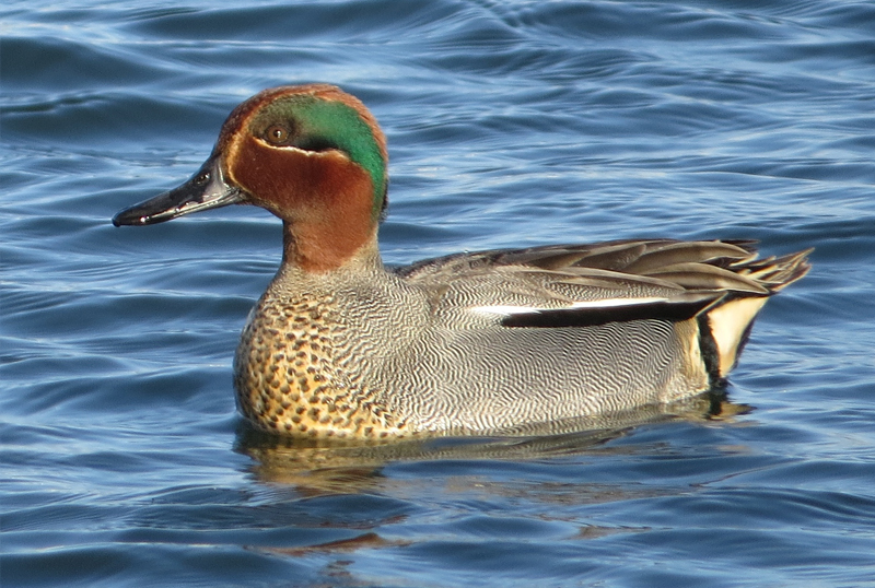 alzavola caccia agli acquatici