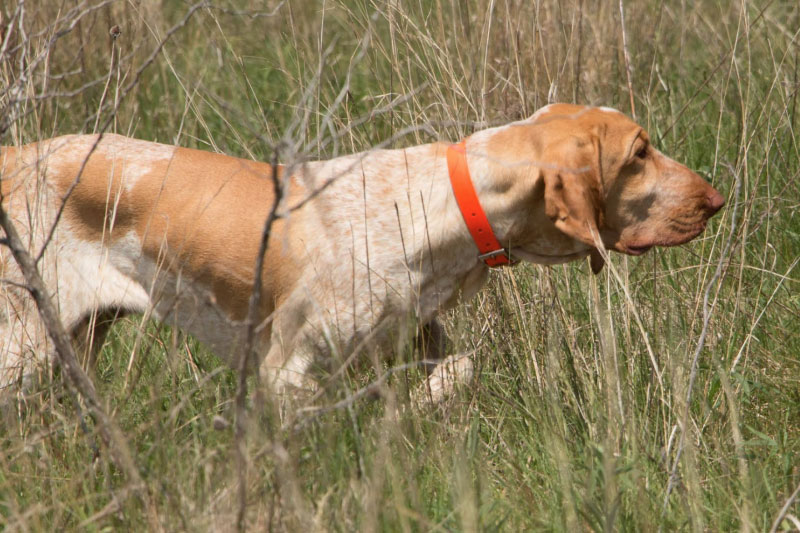 bracco italiano cane da ferma caccia italia