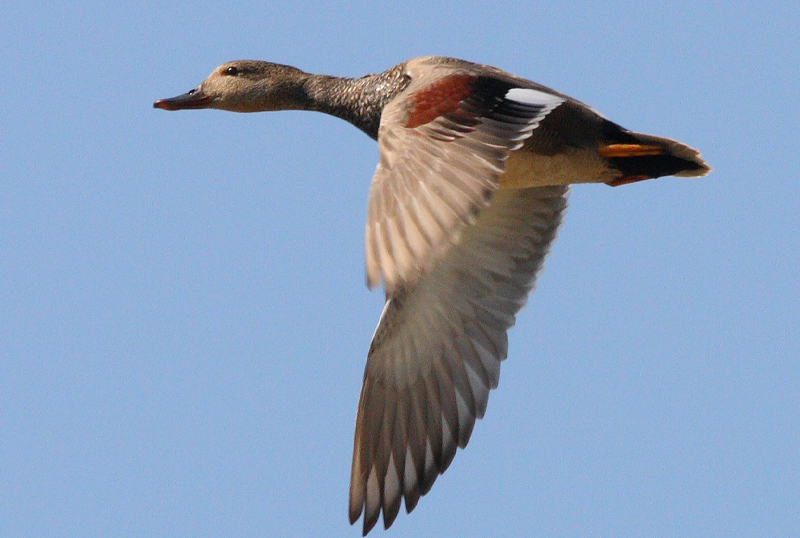 canapiglia caccia agli acquatici