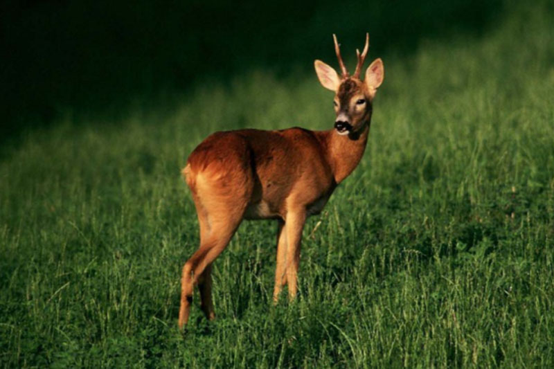 Capriolo caccia di selezione censimenti prelievi