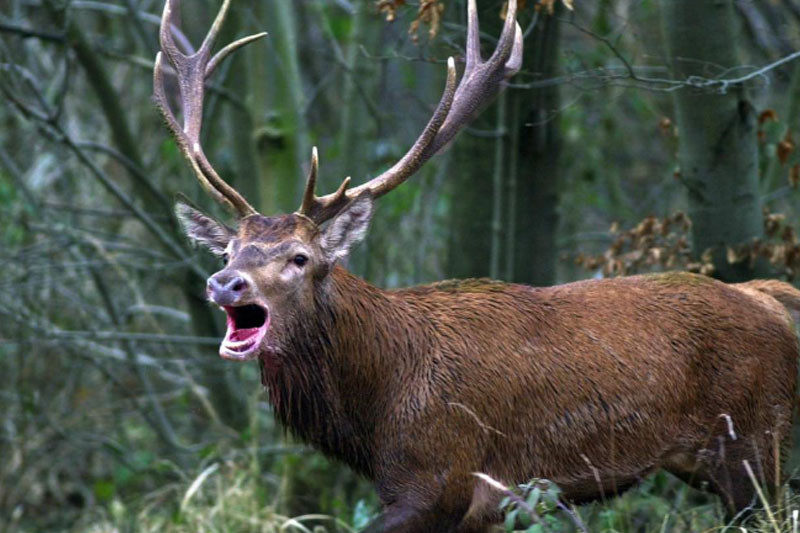 Cervo caccia di selezione censimenti prelievi