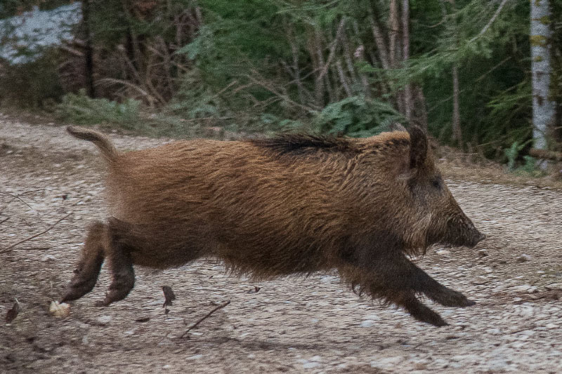 cinghiale caccia in braccata