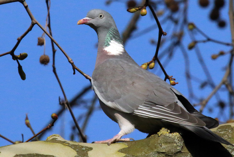 colombaccio caccia fauna migratoria