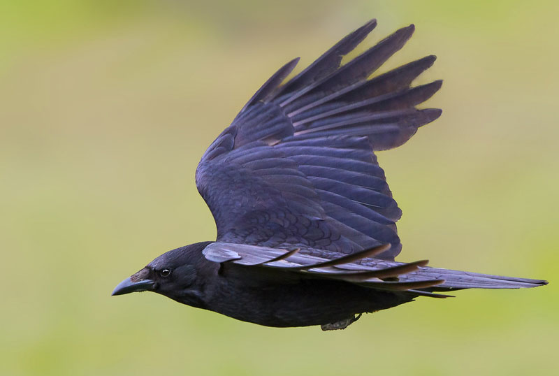 cornacchia nera caccia alla migratoria appostamento