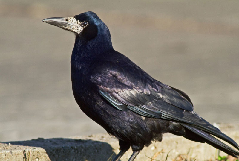 corvo caccia alla migratoria appostamento