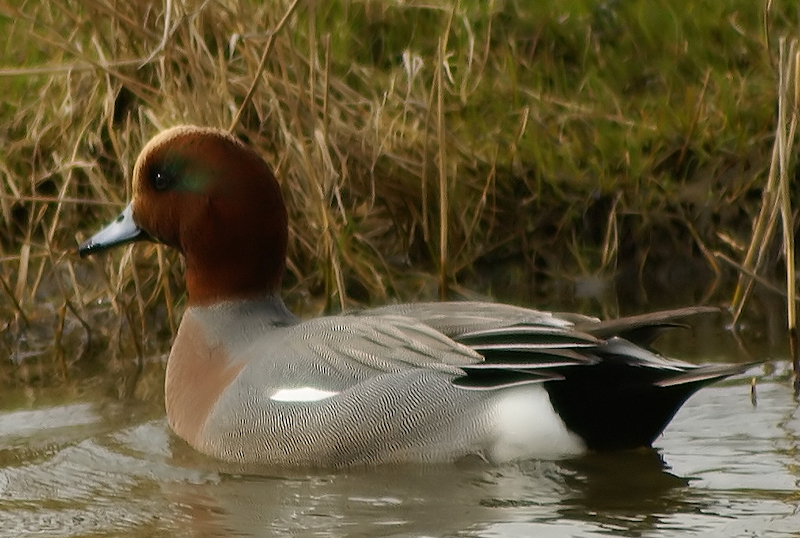 fischione caccia agli acquatici