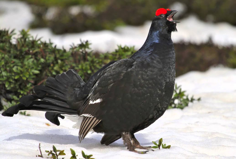 gallo forcello fagiano di monte caccia stanziale