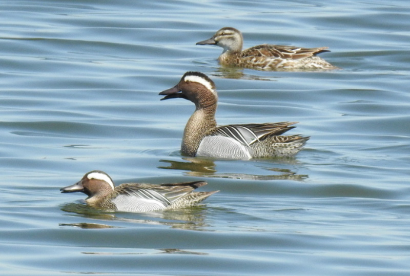 marzaiola caccia agli acquatici