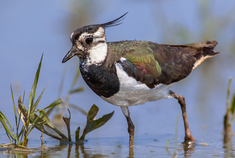 pavoncella caccia alla migratoria