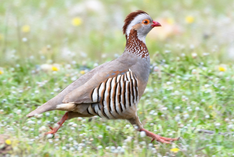 pernice sarda caccia stanziale cane da ferma