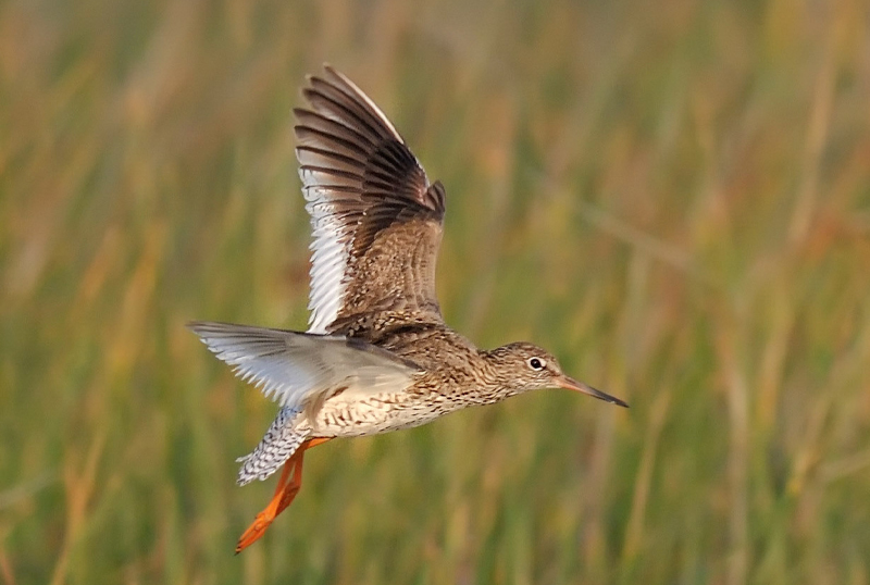 pettegola caccia fauna migratoria