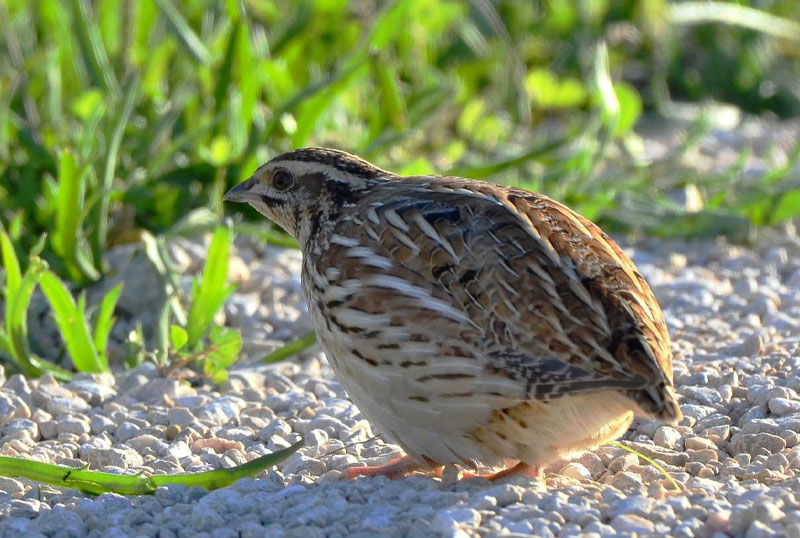 quaglia migratoria caccia cane da ferma