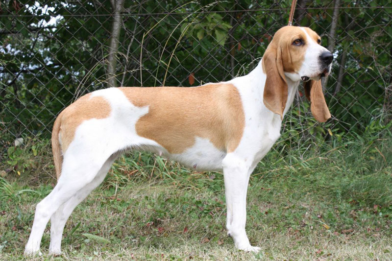 weimaraner razza da ferma cane da caccia germania