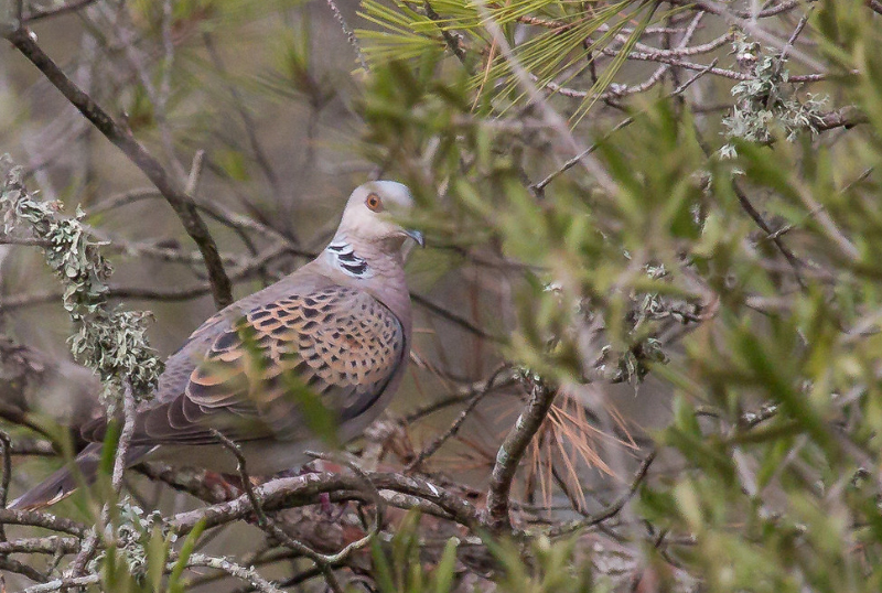 tortora caccia fauna migratoria