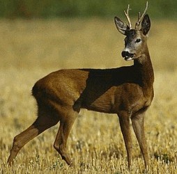 capriolo caccia